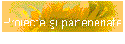 Proiecte şi parteneriate