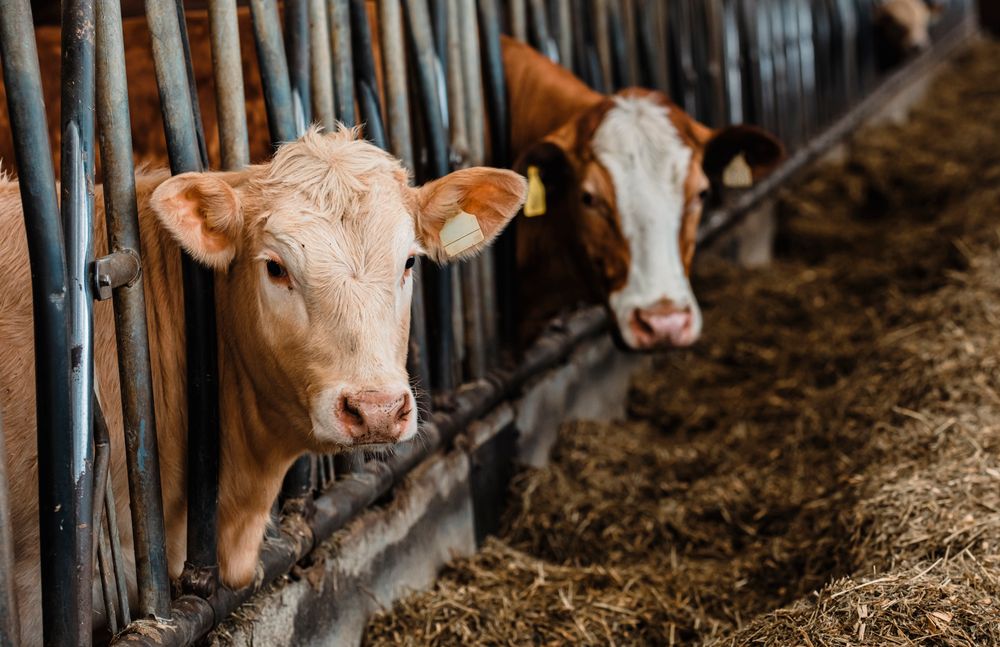 Bovine într-o fermă – calificarea Horticultor și Zootehnist