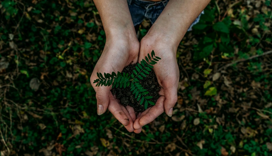 Plantă verde protejată în palme