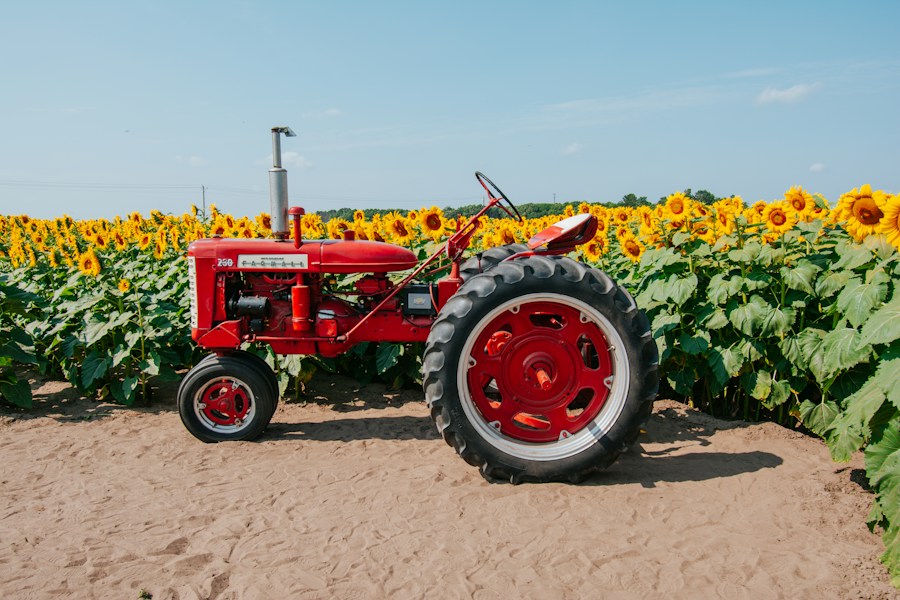 Tractor roșu într-un câmp cu floarea-soarelui